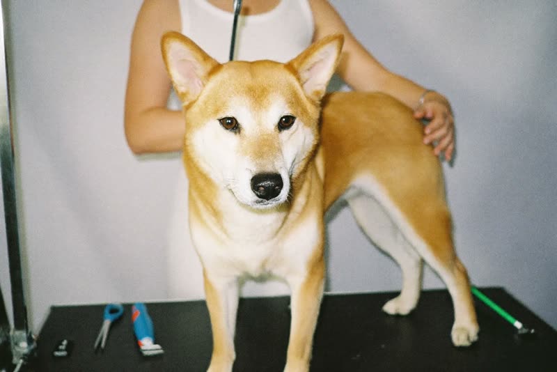 A calm dog standing on a grooming table being steadied by hand