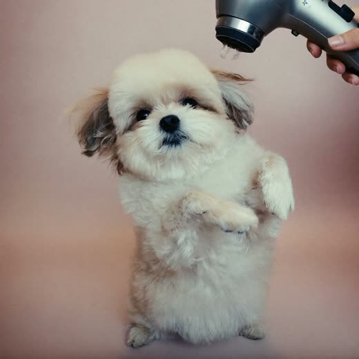 A small fluffy dog being blow-dried